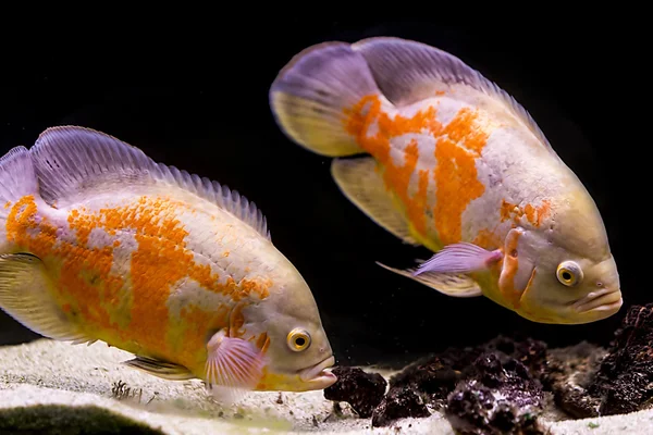Красочные тропические рыбы в аквариуме — стоковое фото