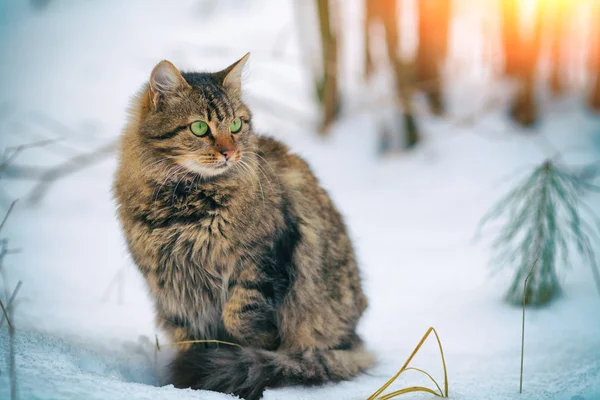 Сибирская кошка в лесу — стоковое фото