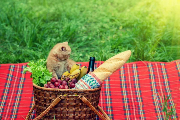 Котенок на пикник — стоковое фото
