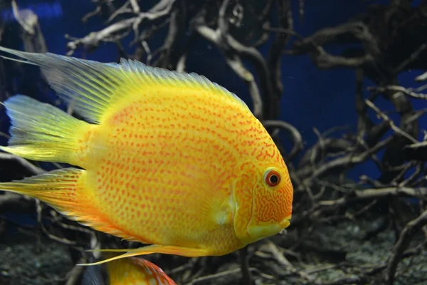 Желтый discus рыбы в аквариуме — стоковое фото
