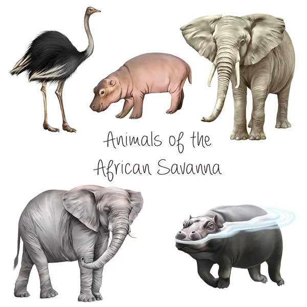 Слон, Бегемот ребенка, страуса и плавательный Бегемот — стоковое фото