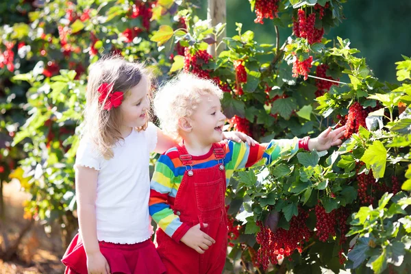 Дети, сбор ягоды красной смородины в саду — стоковое фото
