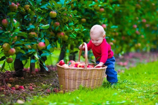 Маленький мальчик с корзинкой apple на ферме — стоковое фото