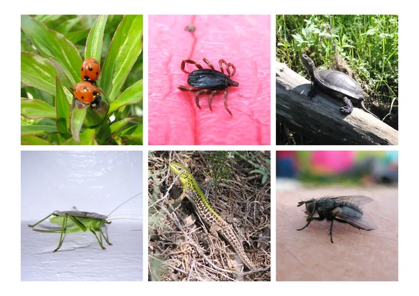 Набор насекомых — стоковое фото