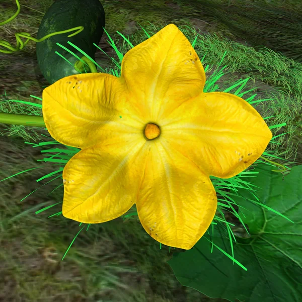 Желтый цветок Cucurbita — стоковое фото