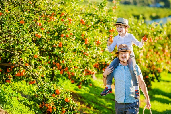 Счастливый отец с сыном молодых получайте удовольствие на ферме цитрусовых — стоковое фото