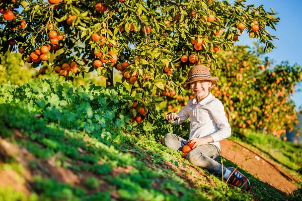 Портрет привлекательный милый мальчик сбора мандаринов на цитрусовые ферме солнечный летний день — стоковое фото