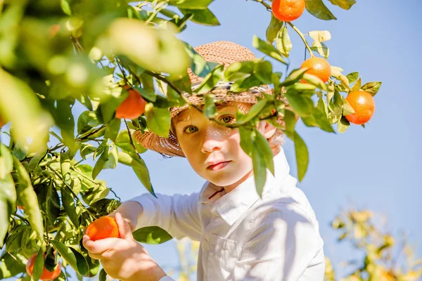 Портрет привлекательный милый мальчик сбора мандаринов на цитрусовые ферме солнечный летний день — стоковое фото