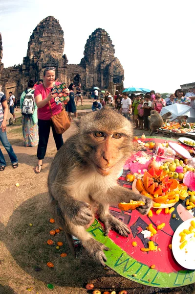 Thailand Monkey party (Thailand Monkey Buffet ). — стоковое фото