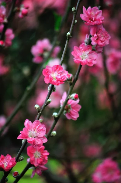 Цветущее дерево весной с розовыми цветами — стоковое фото