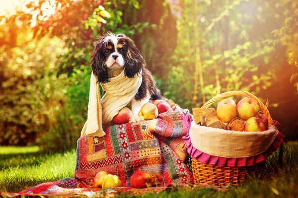 Смешные Кавалер Кинг Чарльз спаниель собака, сидящая в Осенний сад вязаный шарф с яблоками и корзина — стоковое фото