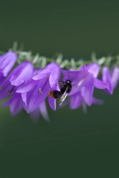 Шмель на цветке Bell. Маленькие фиолетовые цветы на стебле — стоковое фото