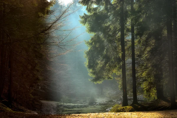 Лучи света через деревья. поздней осенью пейзаж — стоковое фото