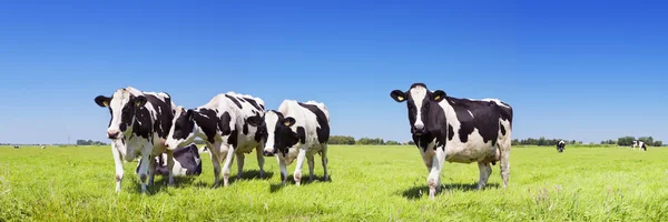 Коровы в свежей травой поле в ясный день — стоковое фото