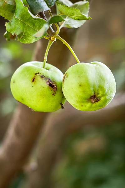 Зеленое яблоко с червь отверстие — стоковое фото