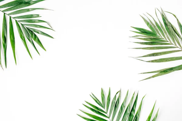 Зеленый пальмовые ветви — стоковое фото