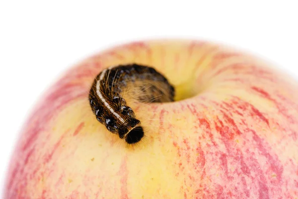 Большие черные и желтые гусеницы на яблоко — стоковое фото