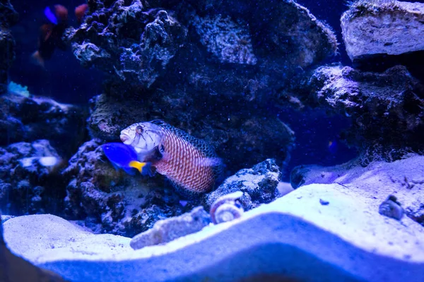 Тропические рыбы с кораллы — стоковое фото