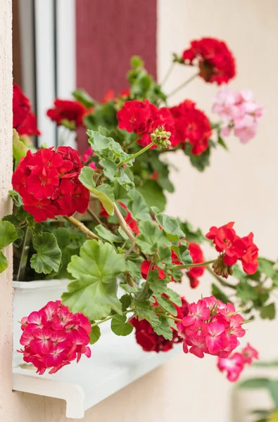 Цветы красной герани — стоковое фото