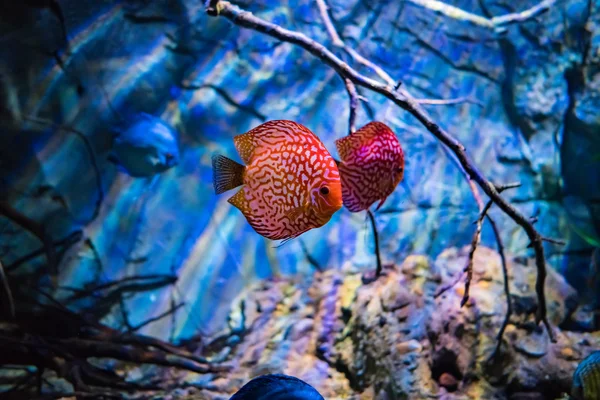 Symphysodon discus в аквариуме на синем фоне — стоковое фото