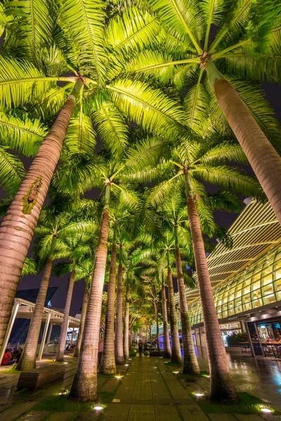 Пальмовые деревья в свете лампы — стоковое фото