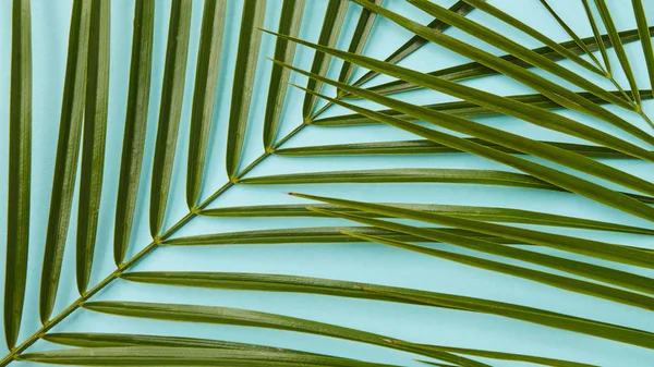 Зеленые пальмовые листы — стоковое фото