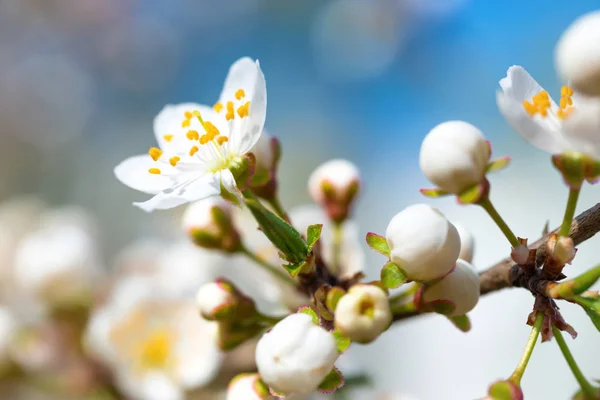 Весенние цветы цветущие белый весна — стоковое фото