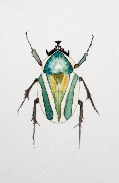 Beetle Watercolor Painting White Background — стоковое фото