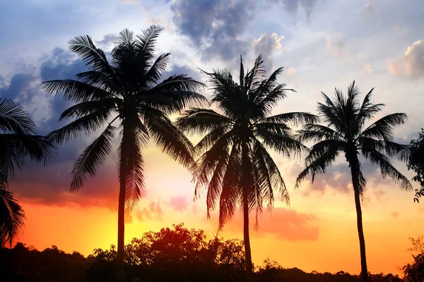 Силуэт пальмы на закате — стоковое фото