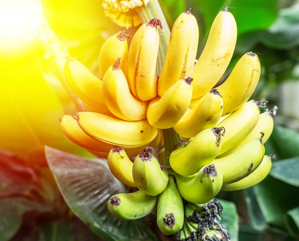 Куча спелых бананов на ладони — стоковое фото