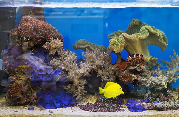 Желтый Тан рыб в аквариуме — стоковое фото