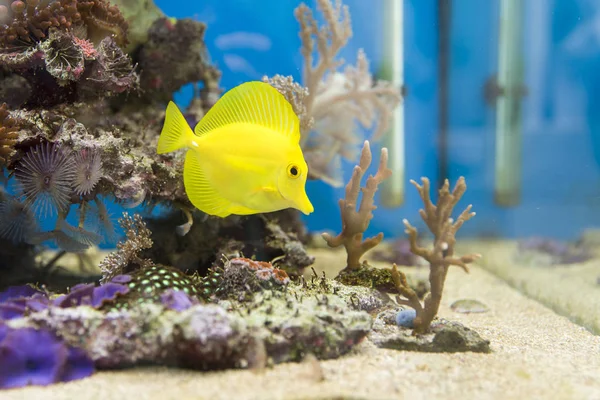 Желтый Тан рыб в аквариуме — стоковое фото