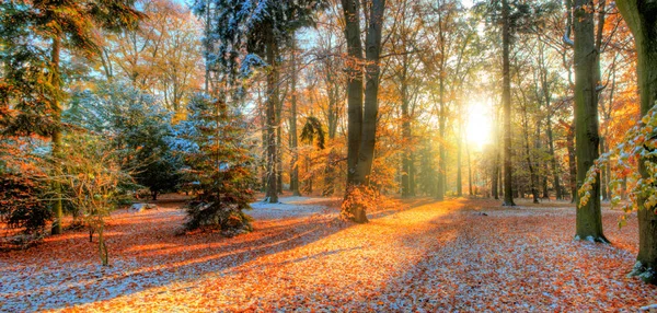 Красивые цветные деревья, осень, пейзаж фотографии — стоковое фото