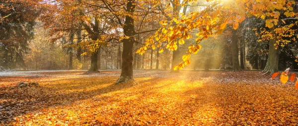 Красивые цветные деревья, осень, пейзаж фотографии — стоковое фото
