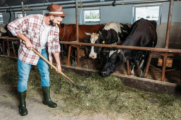 Человек с вилами, кормления коров — стоковое фото