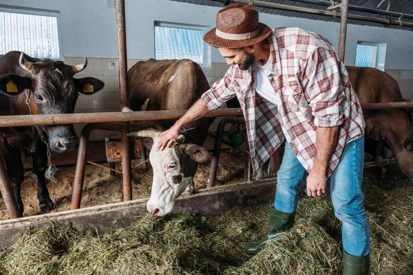 Фермера кормления коров — стоковое фото