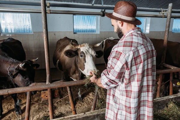 Фермера кормления коров — стоковое фото