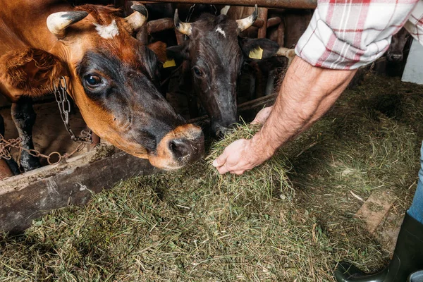 Фермер, кормление коров в стойле — стоковое фото