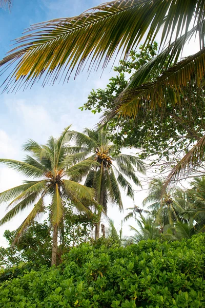 Тропических лесов с кокосовой пальмы — стоковое фото