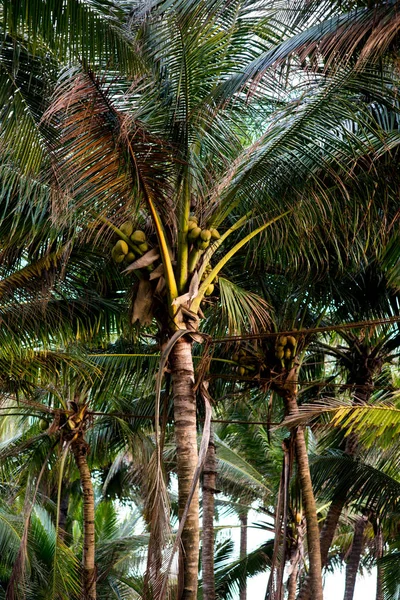 Пальмы с кокосами — стоковое фото