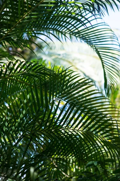 Пальмовые ветви — стоковое фото