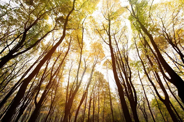 Осенний лес в Солнечный день — стоковое фото