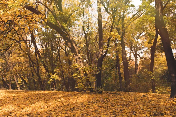 Осенний лес, полный золотые деревья — стоковое фото