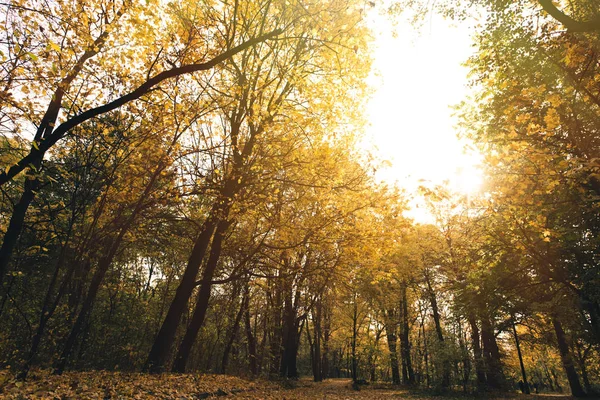 Осенний парк с золотые деревья — стоковое фото