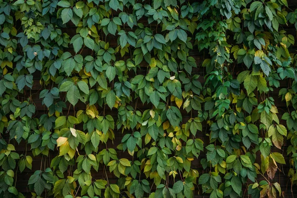 Зеленый фон листьев — стоковое фото