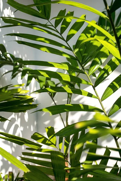 Ветви пальмы — стоковое фото