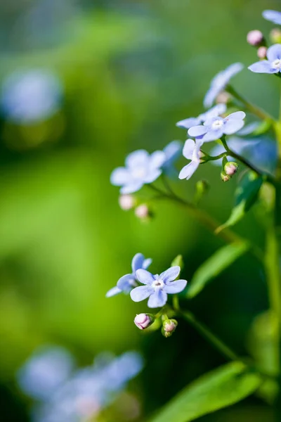 Крупным Планом Красивые Маленькие Лиловые Цветки Естественный Фон — стоковое фото