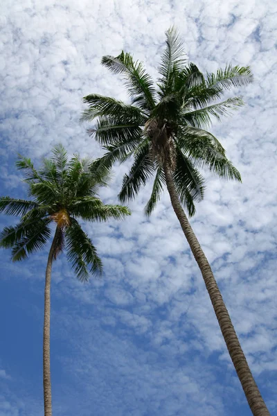 Вид Снизу Пальмовых Деревьев Перед Пасмурное Небо — стоковое фото