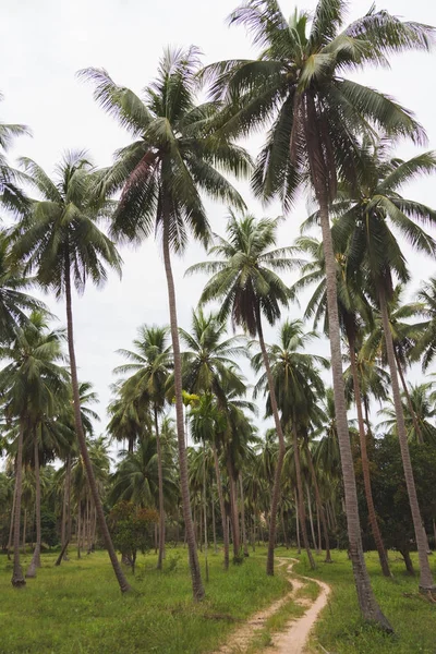 Тропический Лес Пальмовых Деревьев Сельских Дорог — стоковое фото
