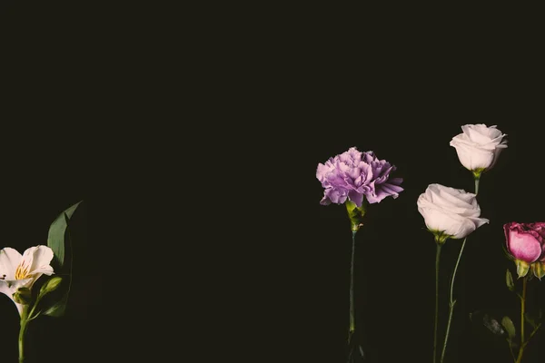 Крупным Планом Красивые Нежные Розовые Фиолетовые Цветы Изолированные Черном Фоне — стоковое фото